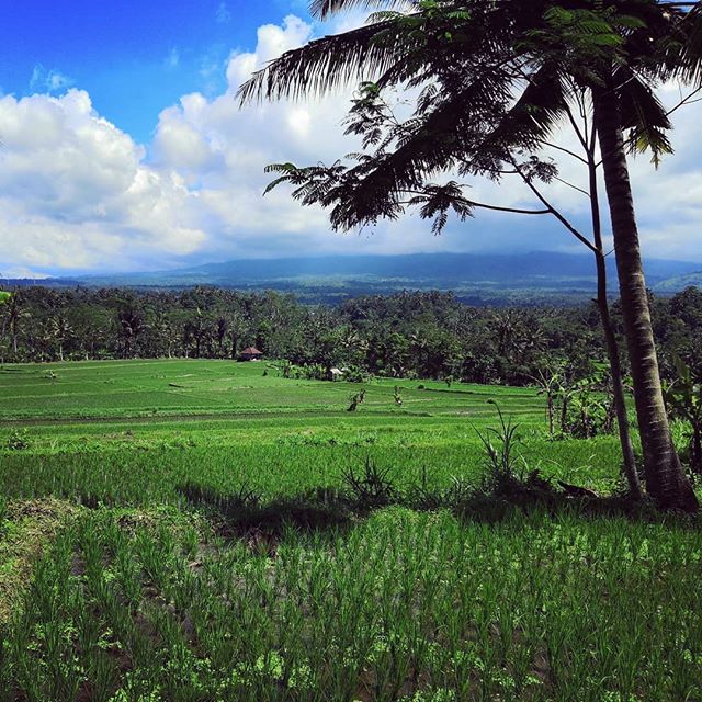 bali - rice fields